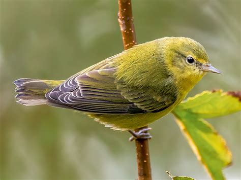 tennessee warbler