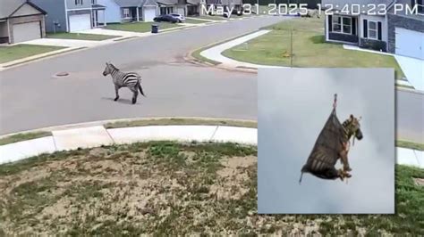 tennessee zebra