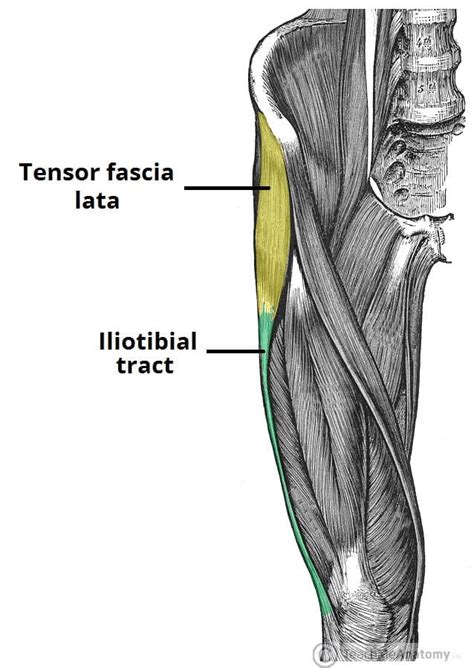 Tensor De La Fascia Lata
