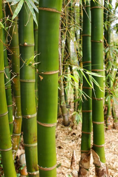 tentang tanaman bambu