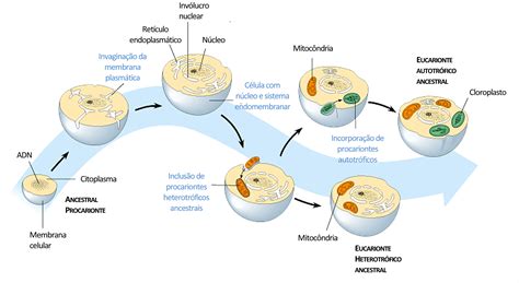 Teoria Da Endossimbiose