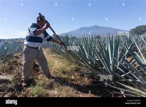 tequila wird aus der agave hergestellt