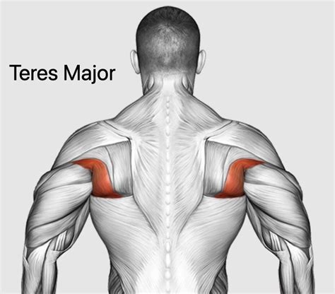 Teres Major Exercises