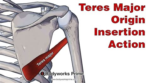 Teres Major Insertion
