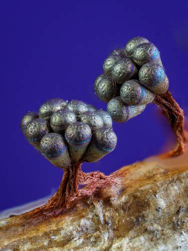 teresamycelia nude