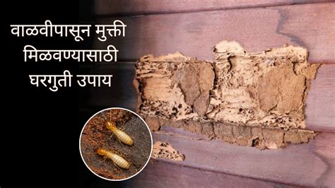 Termite Meaning In Marathi