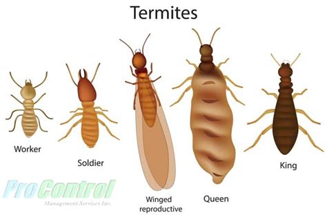 termites florida