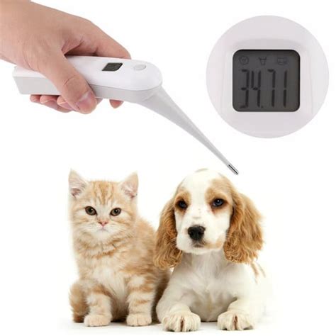 termometer djur