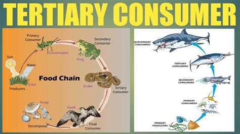 Tertiary Consumer Definition