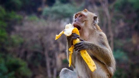 Tesen Monyet Makan Pisang Dalam Angka Togel 2d 3d Dan 4d - Monyet Togel