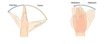Test Adduction In Hand