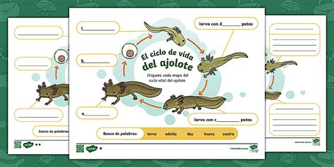Test De Traumas Ajolote