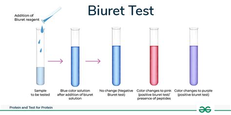 Test For Protein