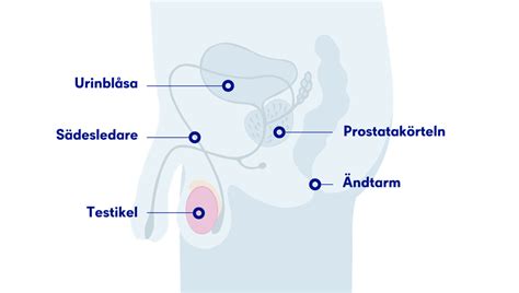 testikelcancer ålder