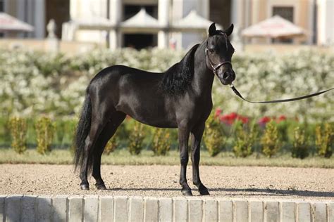 Testing For Dwarfism In Miniature Horses