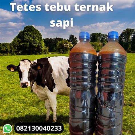 Tetes Tebu Untuk Sapi  Tetes Tebu Murni Untuk Sapi 1 Kg Jakarta - Tetes Tebu Untuk Sapi