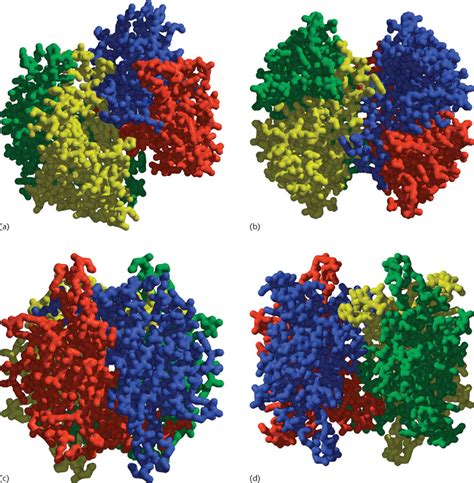 Tetrameric Protein