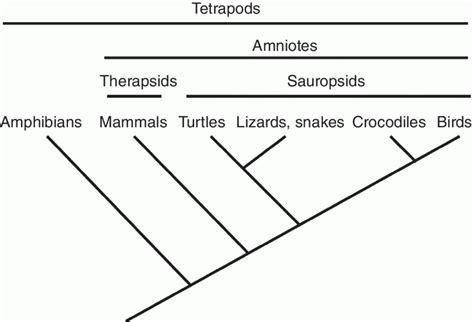 Tetrapods Phylogenetic Tree