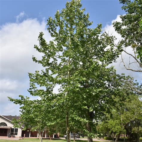 texan tree