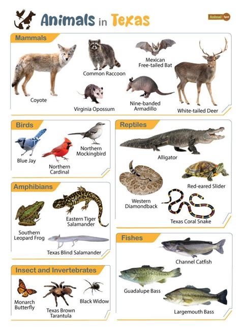 texas animals