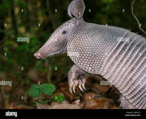 texas armadillo