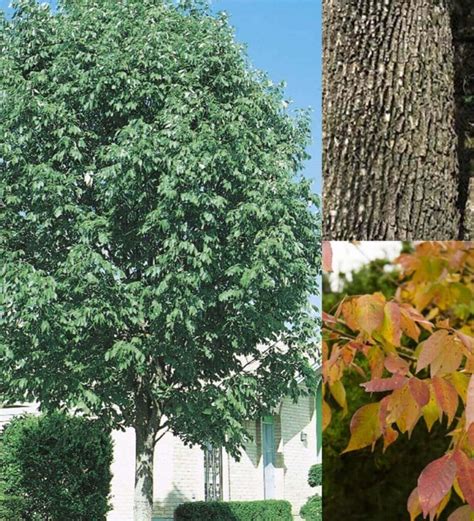 texas ash