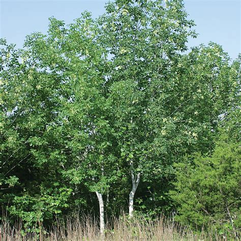 texas ash tree