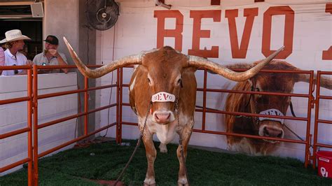 texas bevo