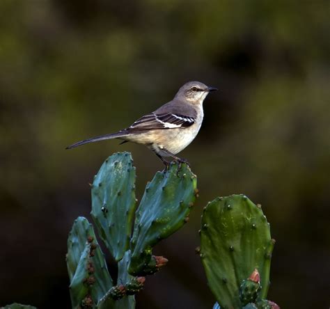 texas bird
