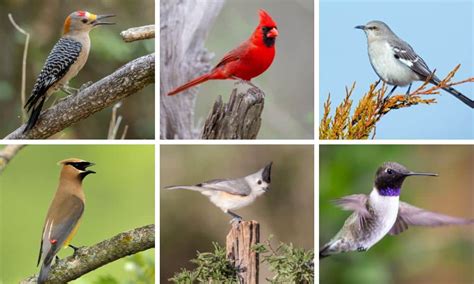 texas birds