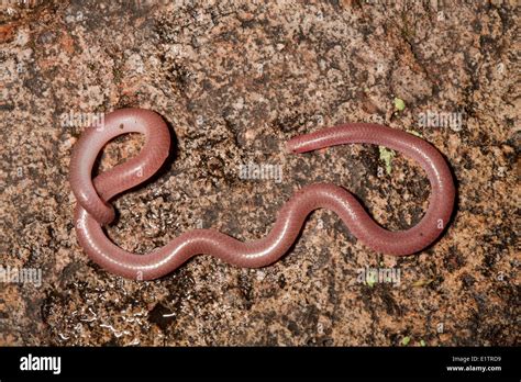 texas blind snake