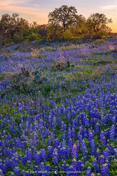 texas bluebonnets
