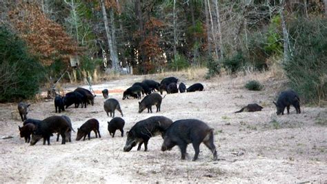 texas boar