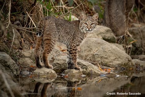 texas bobcat