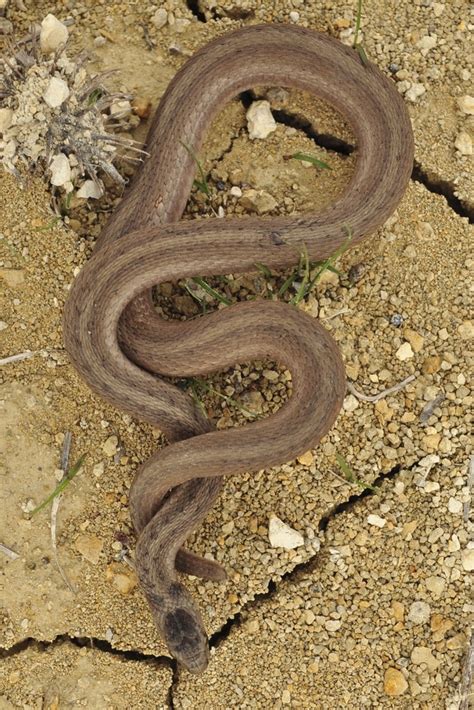 texas brown snake