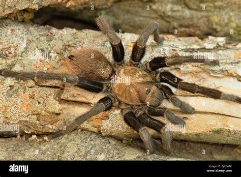 texas brown tarantula