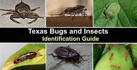 texas bugs