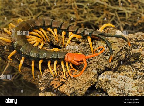 texas centipede