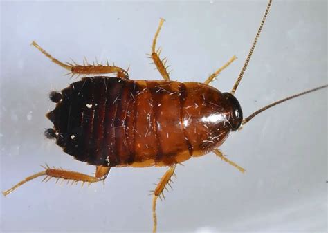 texas cockroach