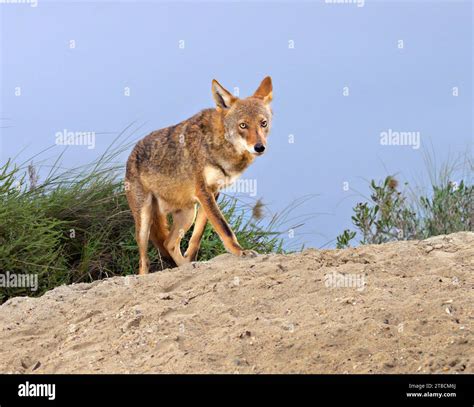 texas coyote