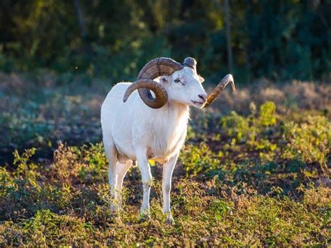 texas dall ram