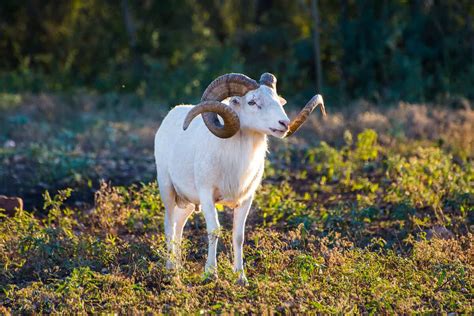 texas dall sheep
