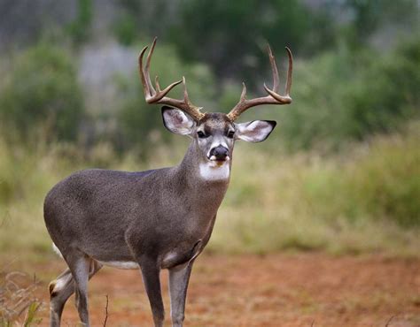 texas deer