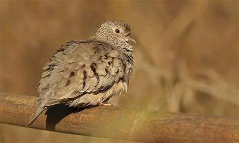 texas dove
