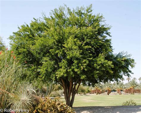 texas ebony tree