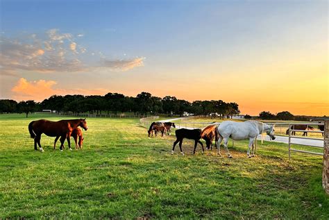 texas farm