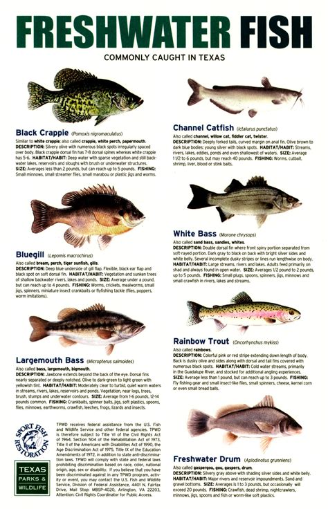 texas fish