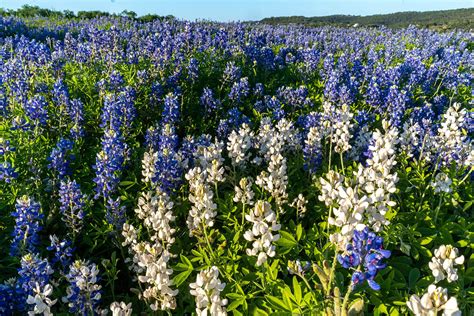 texas flower