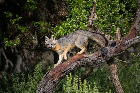 texas fox