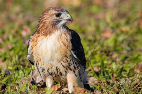 texas hawks